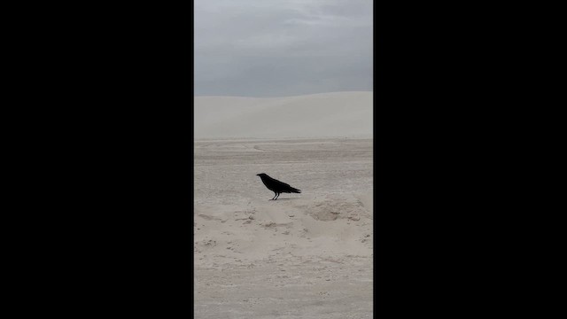 Common Raven - ML647722854