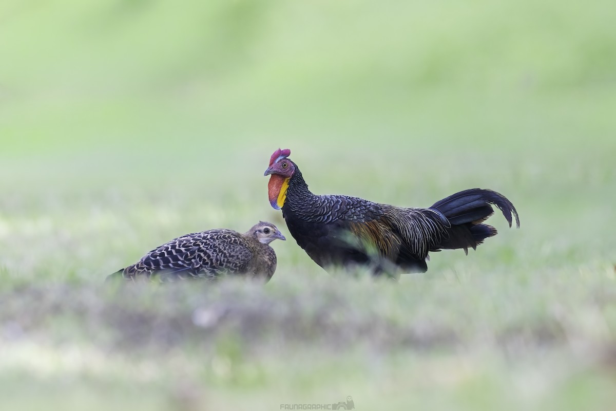 Курка зелена - ML647722859