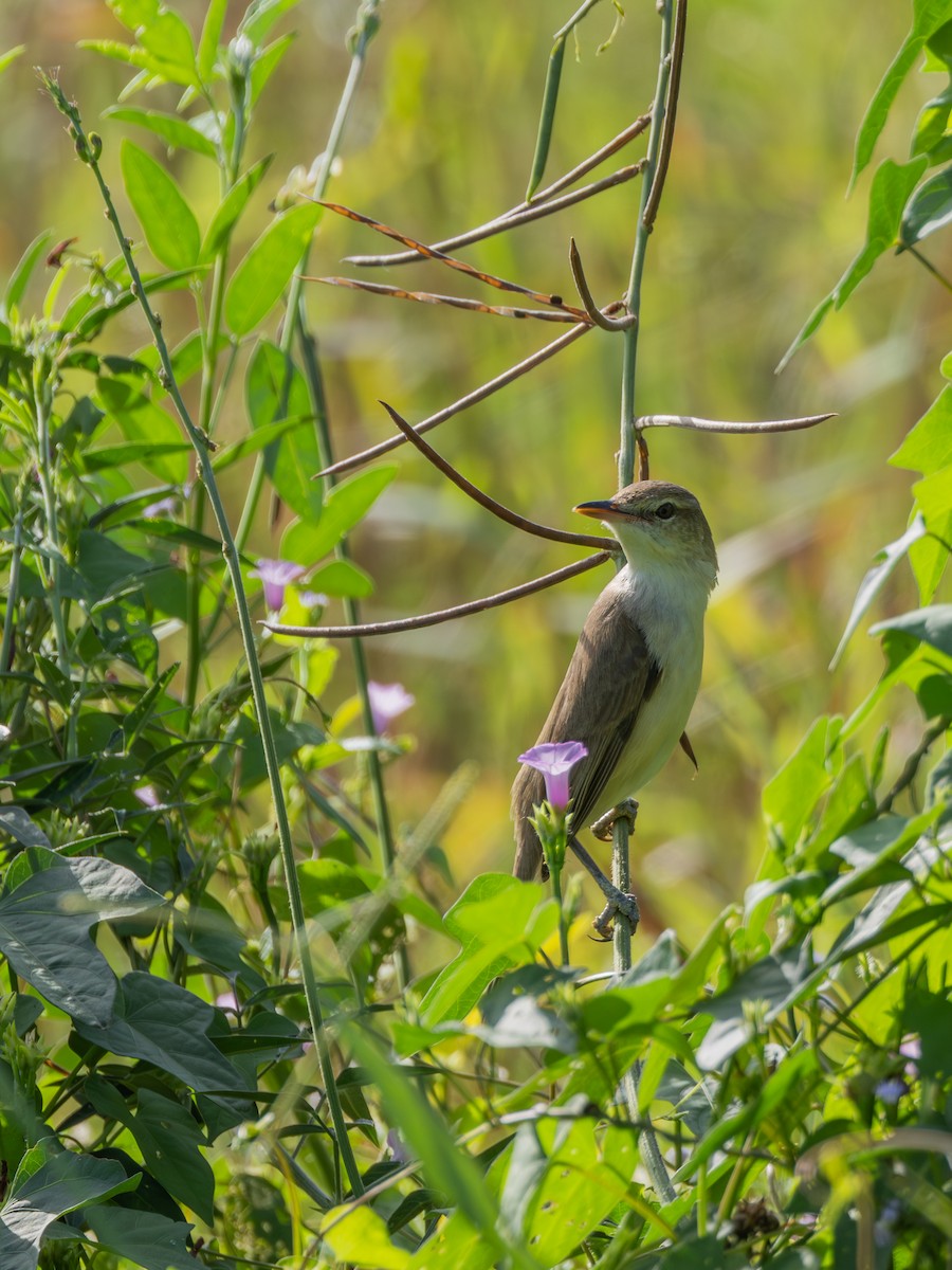 Очеретянка східна - ML647722860