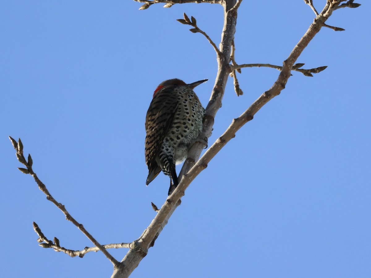 Декол золотистий - ML647722863