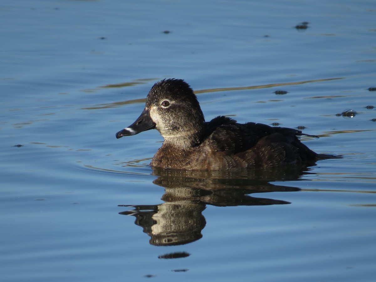 Чернь канадська - ML647722864