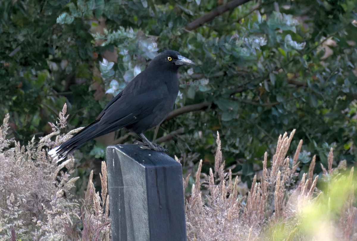 Куравонг сірий - ML647722865