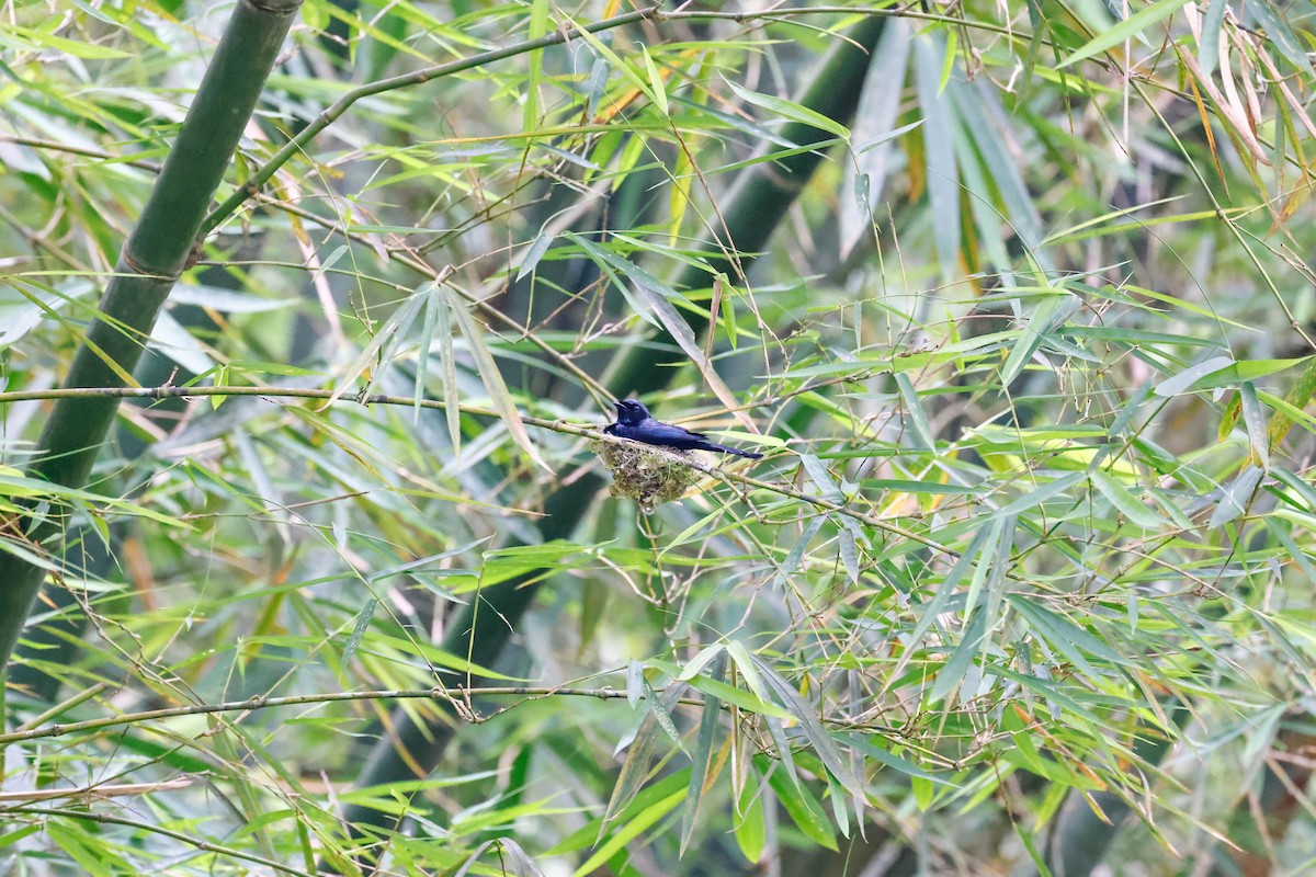 Дронго бронзовий - ML647722866