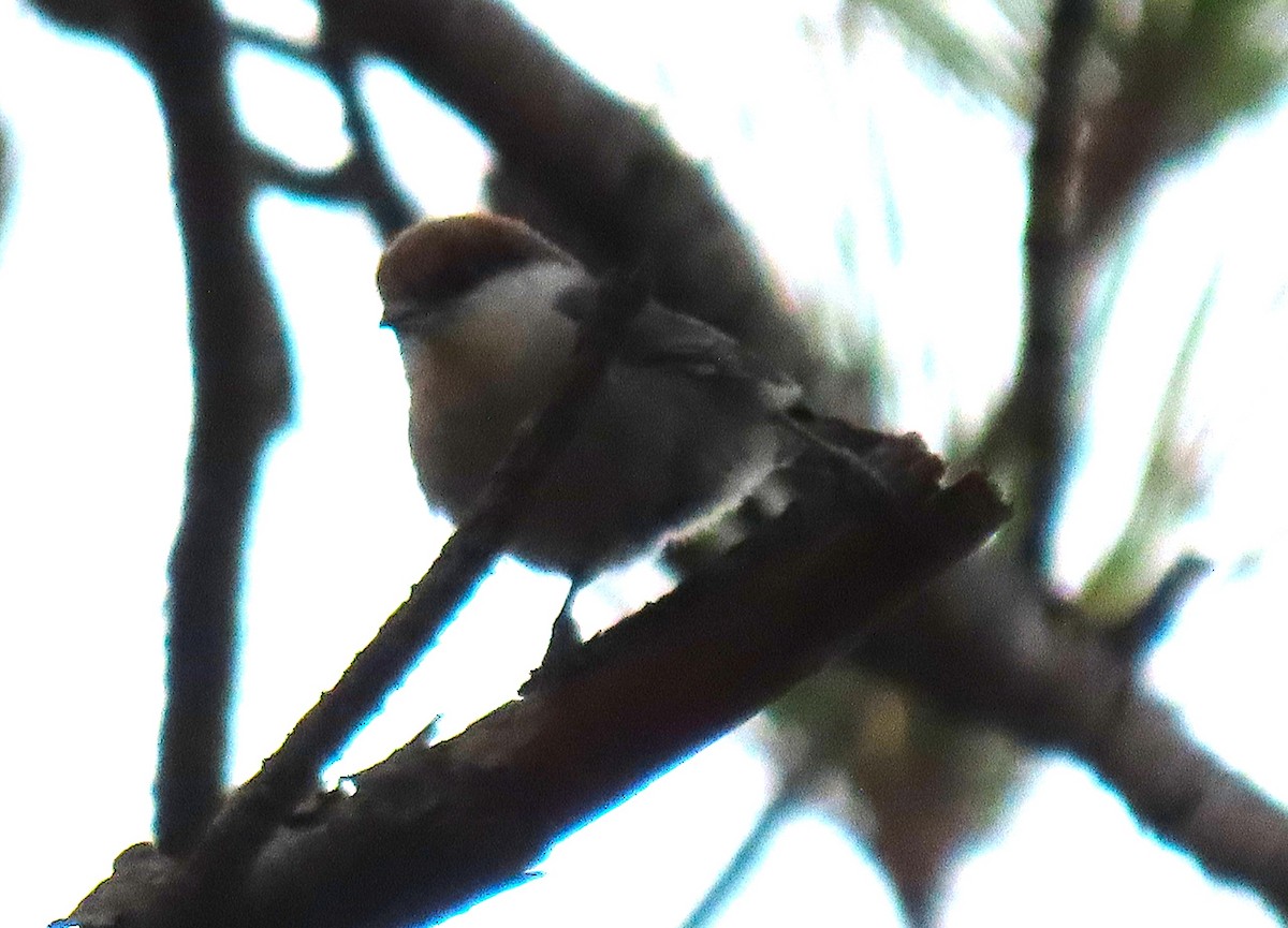 Повзик малий - ML647722868