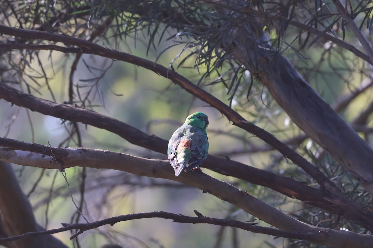 Папужка співочий - ML647722869