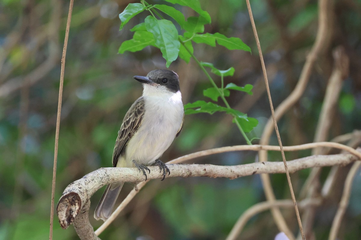 Тиран темноголовий - ML647722870