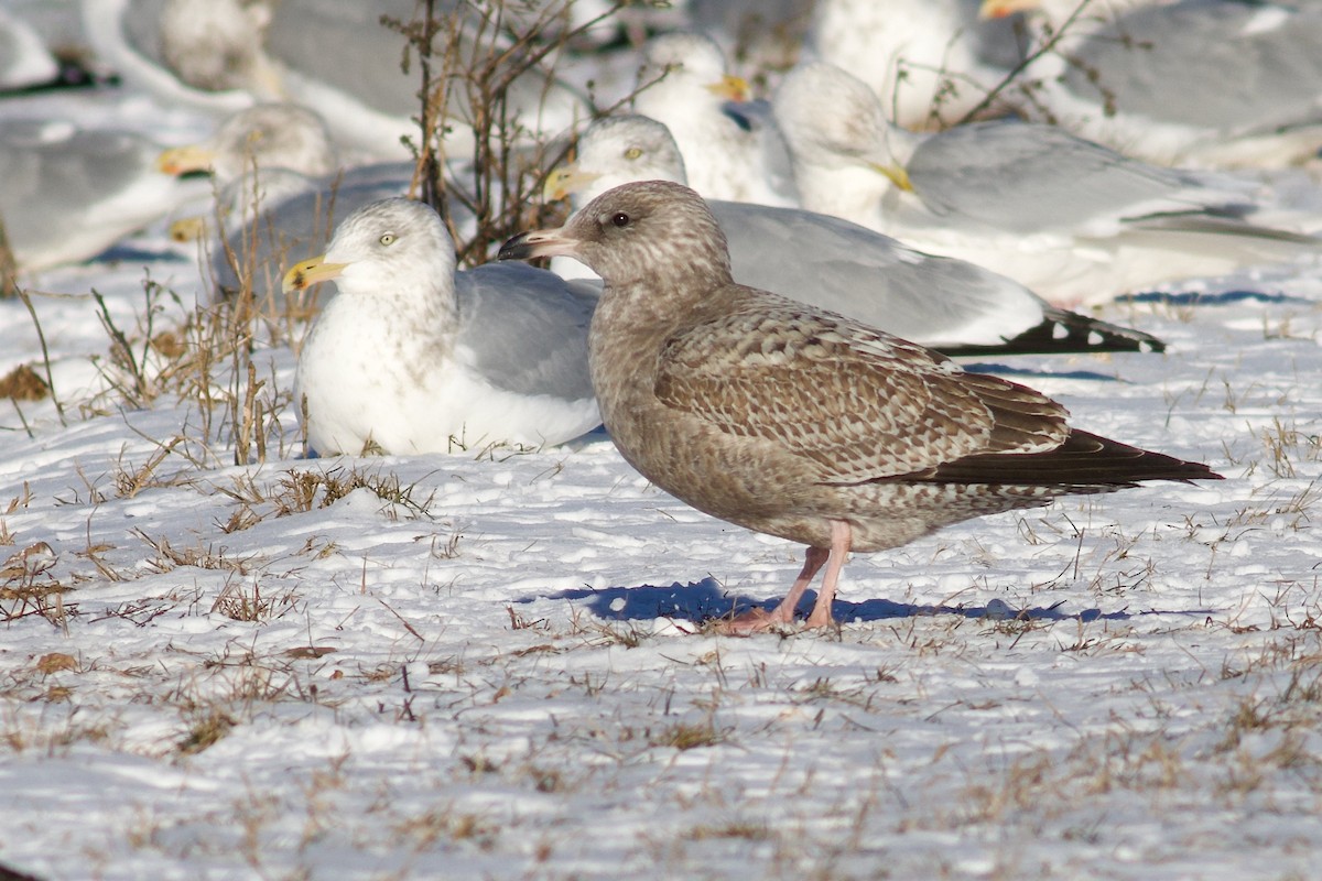 Мартин американський - ML647722871