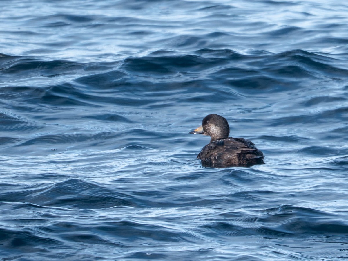 Синьга американська - ML647722872