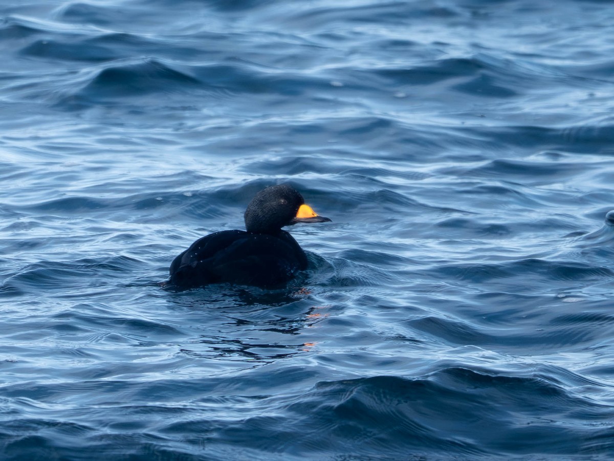 Синьга американська - ML647722873