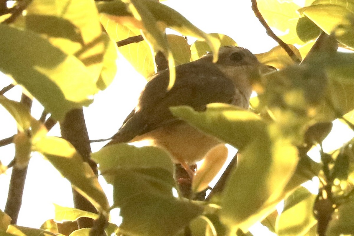 Янчик рододендровий [група aeralatus] - ML647722874