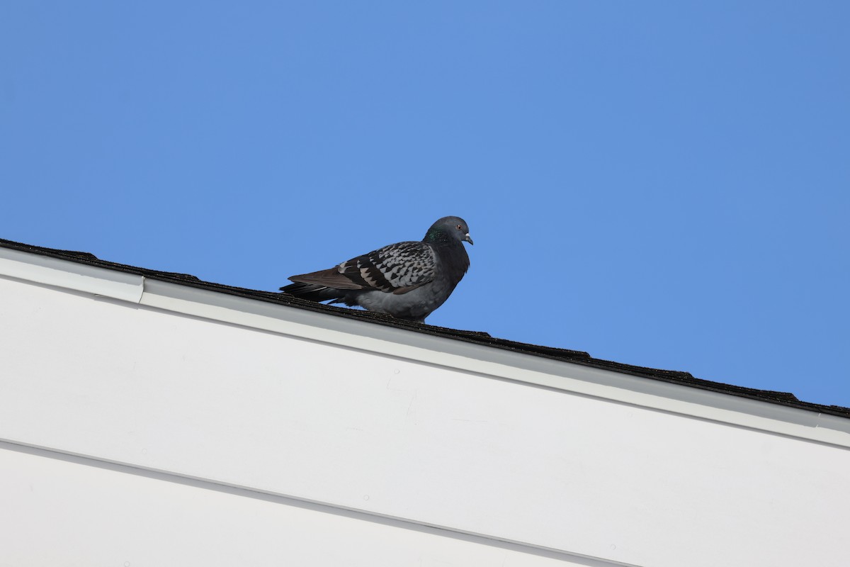 Голуб сизий (міський) - ML647722875