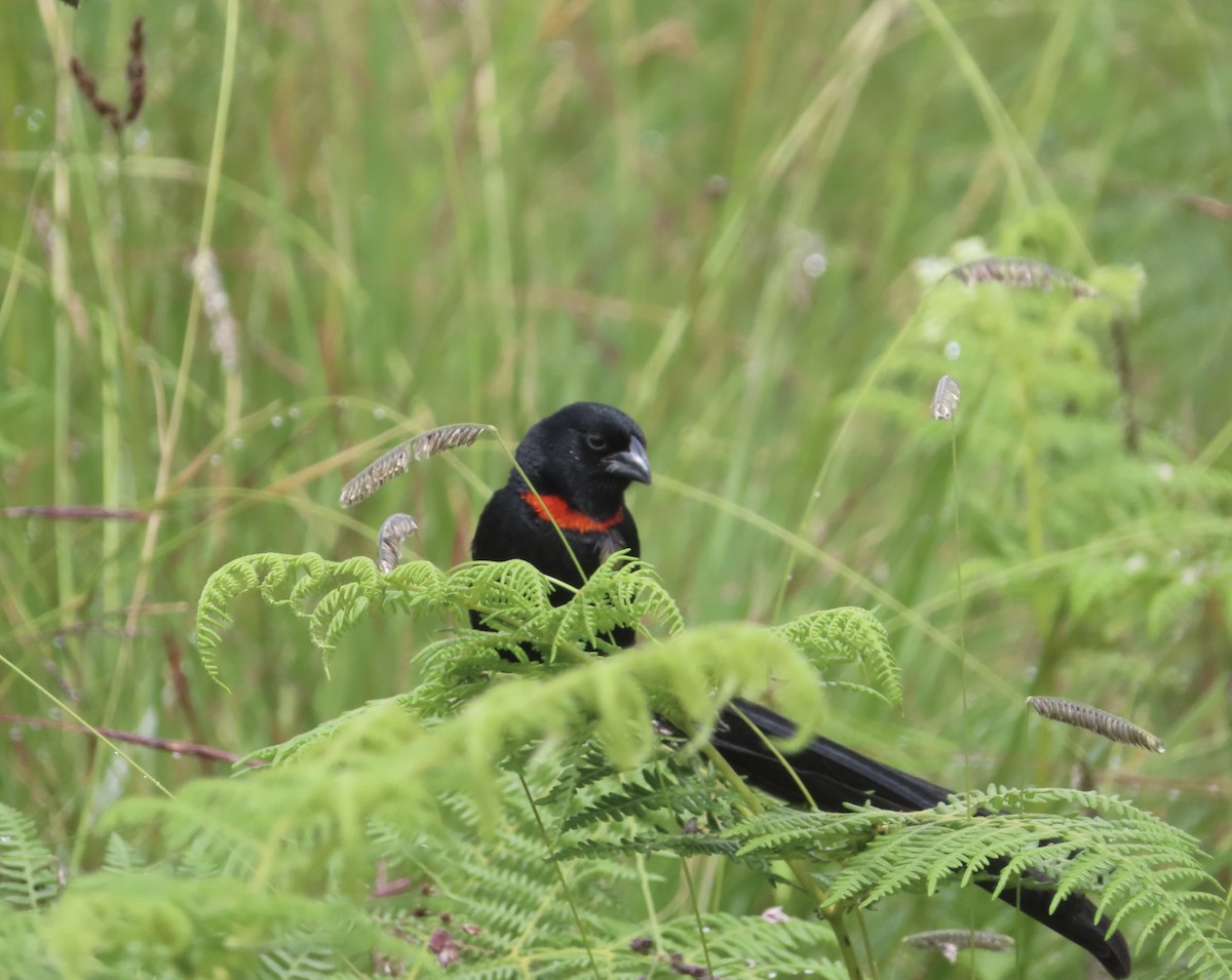 Вайдаг великий - ML647722876