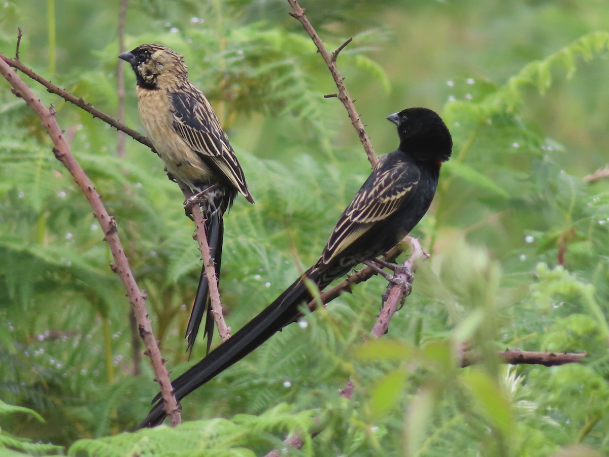 Вайдаг великий - ML647722877