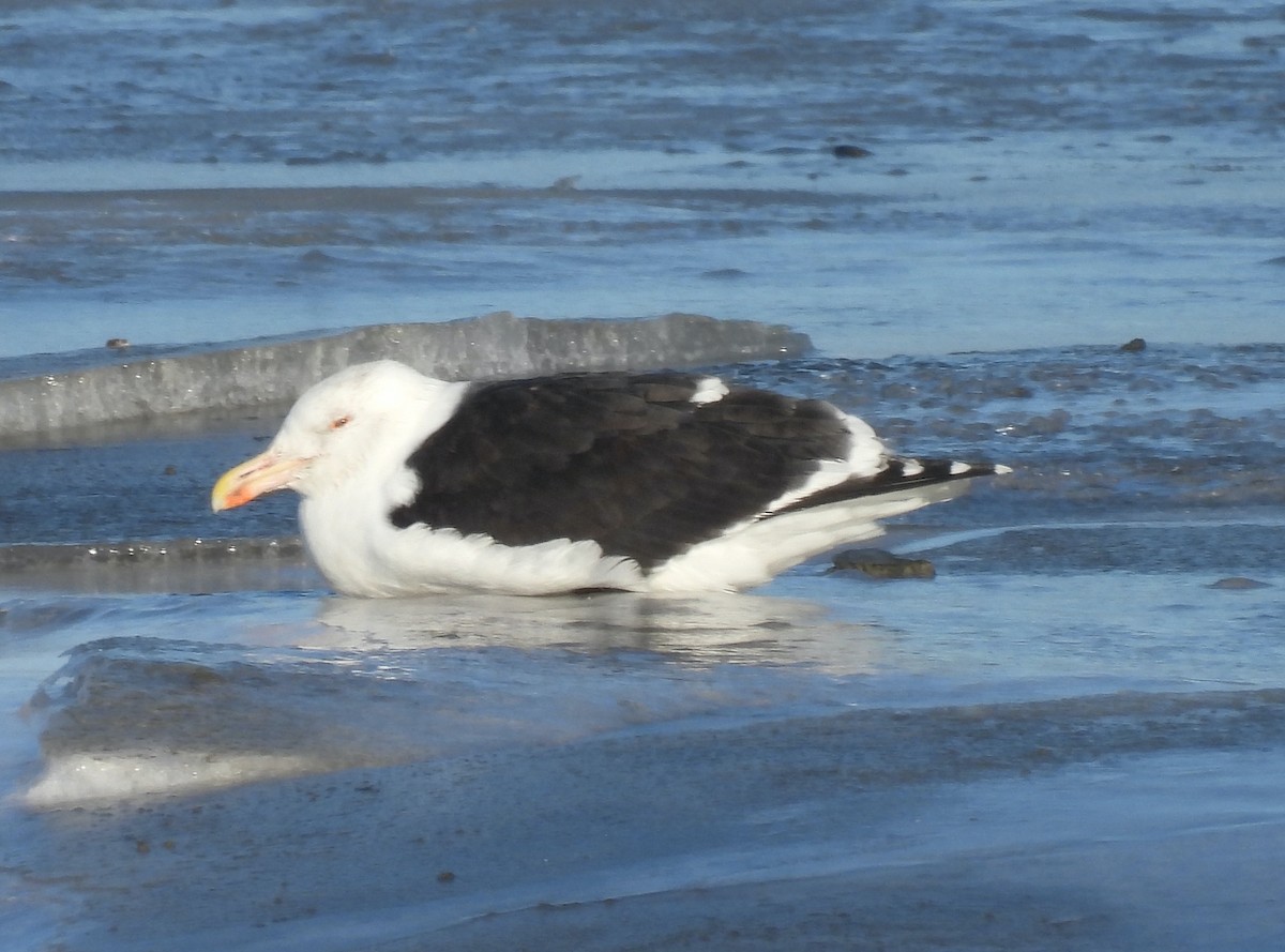 Мартин морський - ML647722878