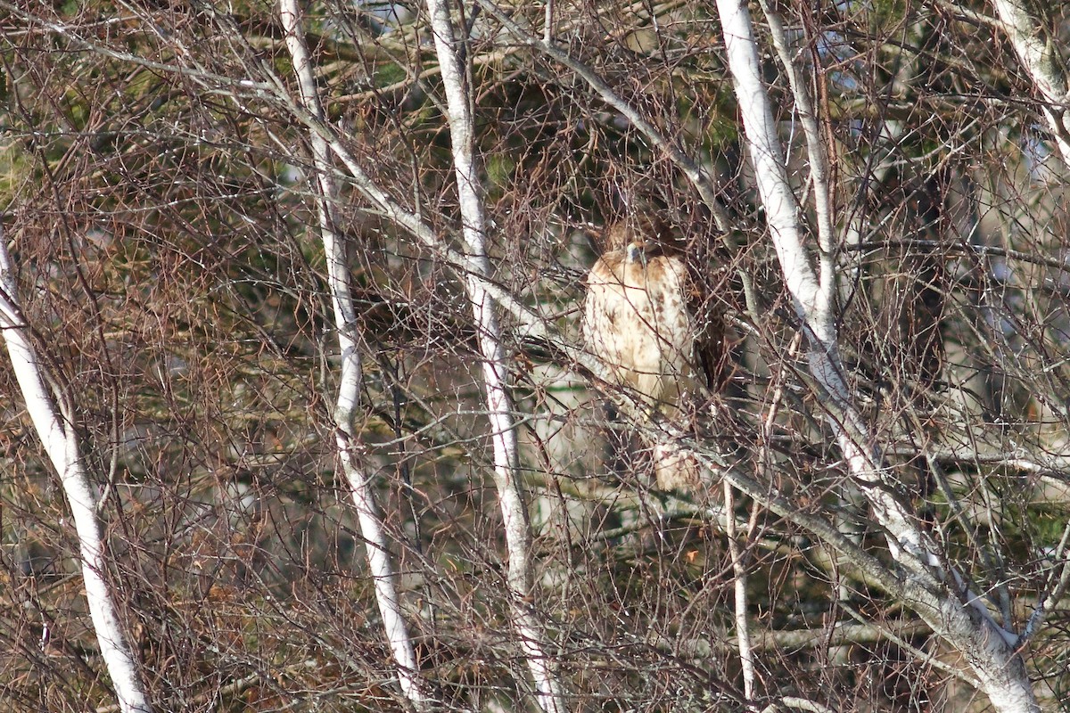 Канюк неоарктичний - ML647722880