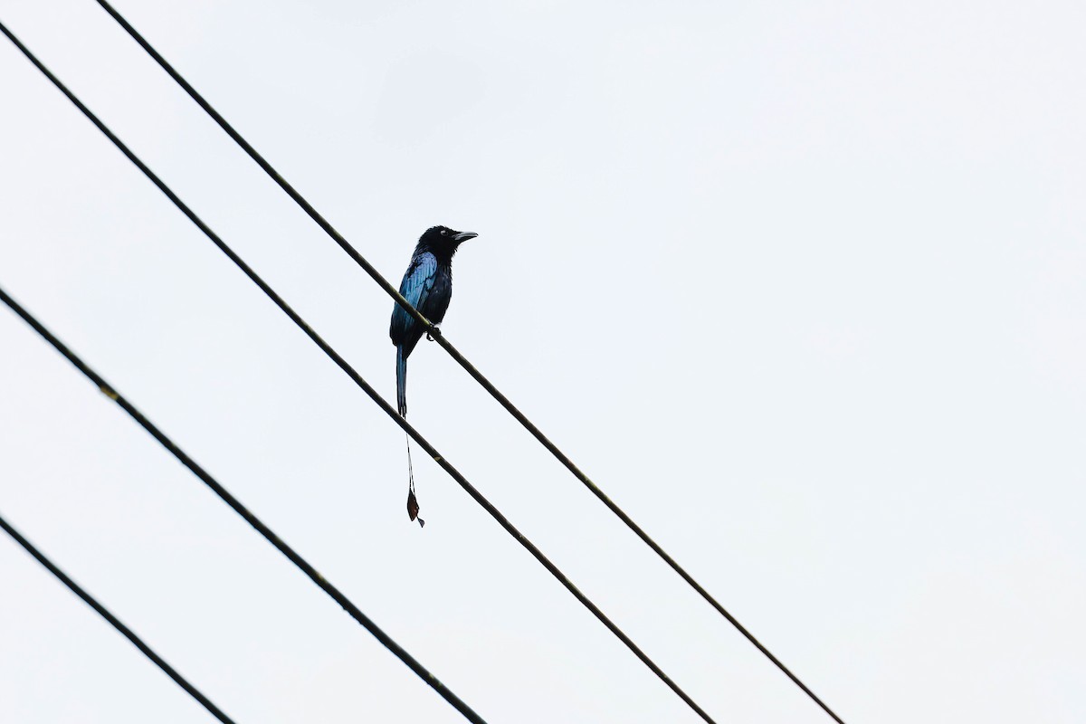 Дронго великий - ML647722881