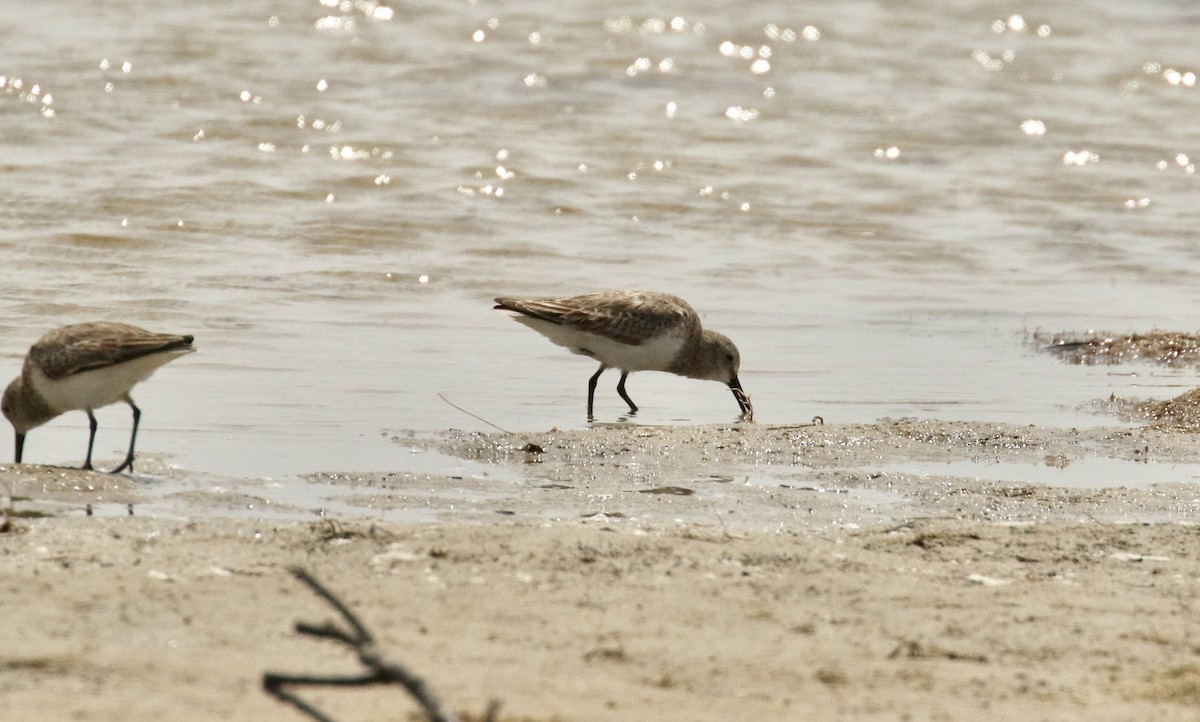 Побережник тундровий - ML647722884