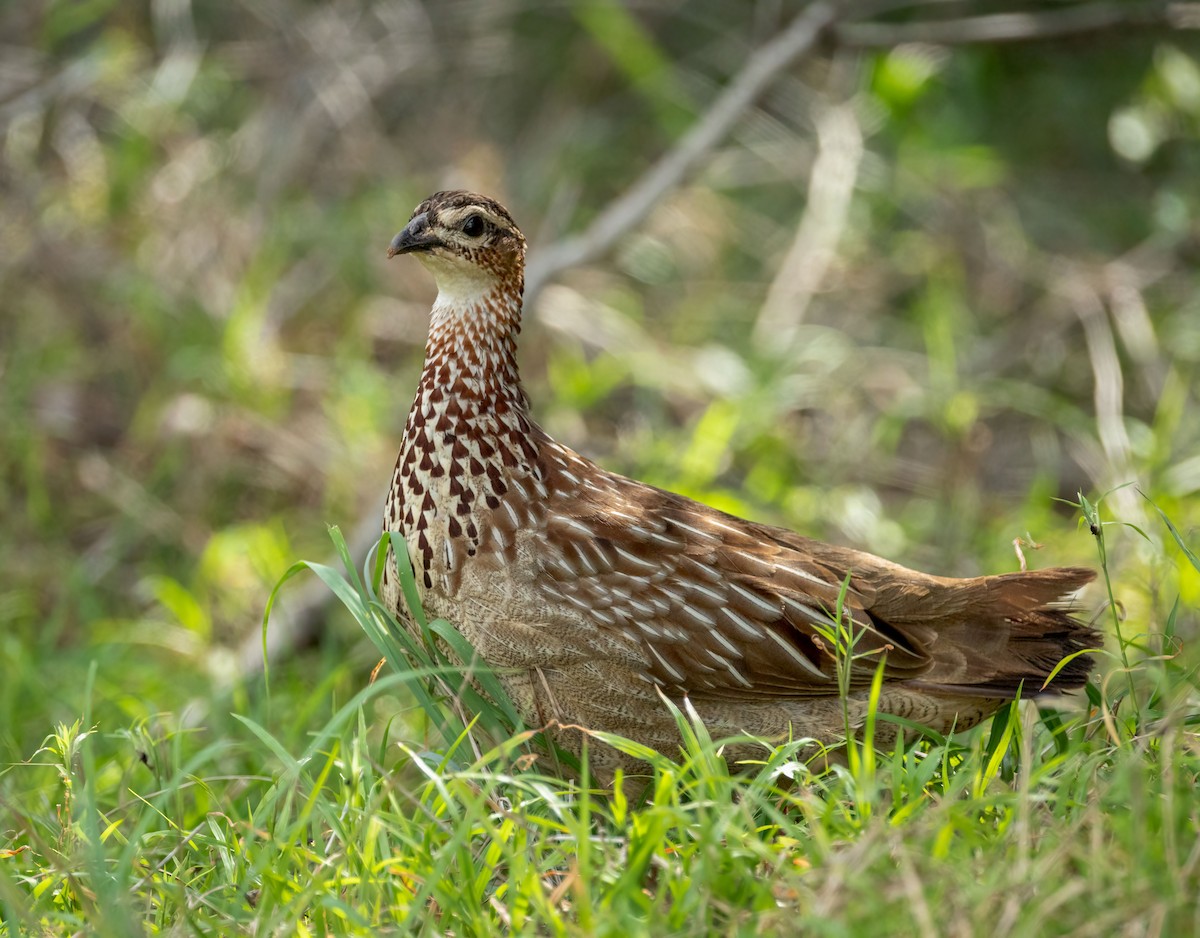 Турач чубатий - ML647722885