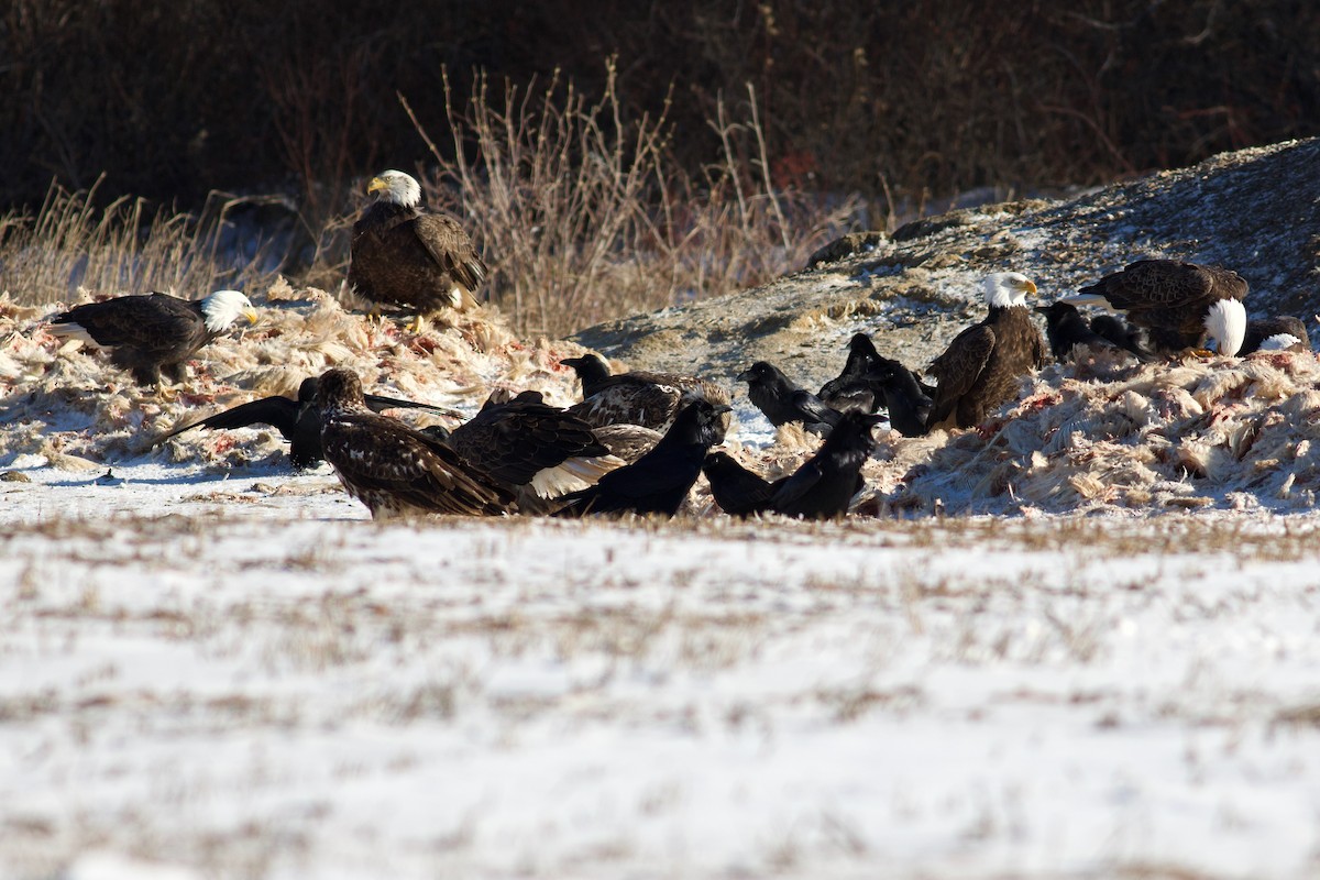 Common Raven - ML647722887