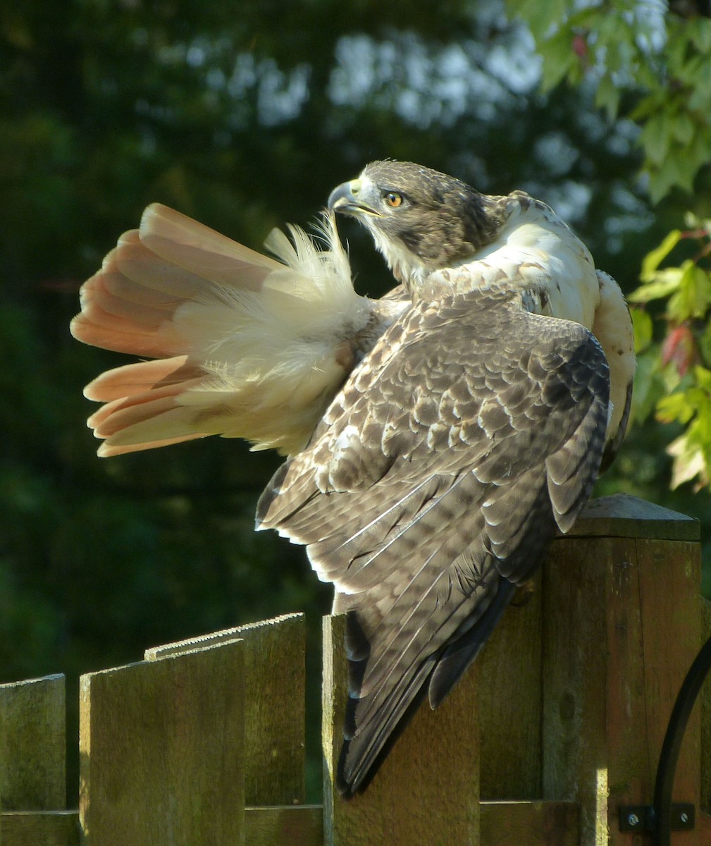 Канюк неоарктичний - ML647722888