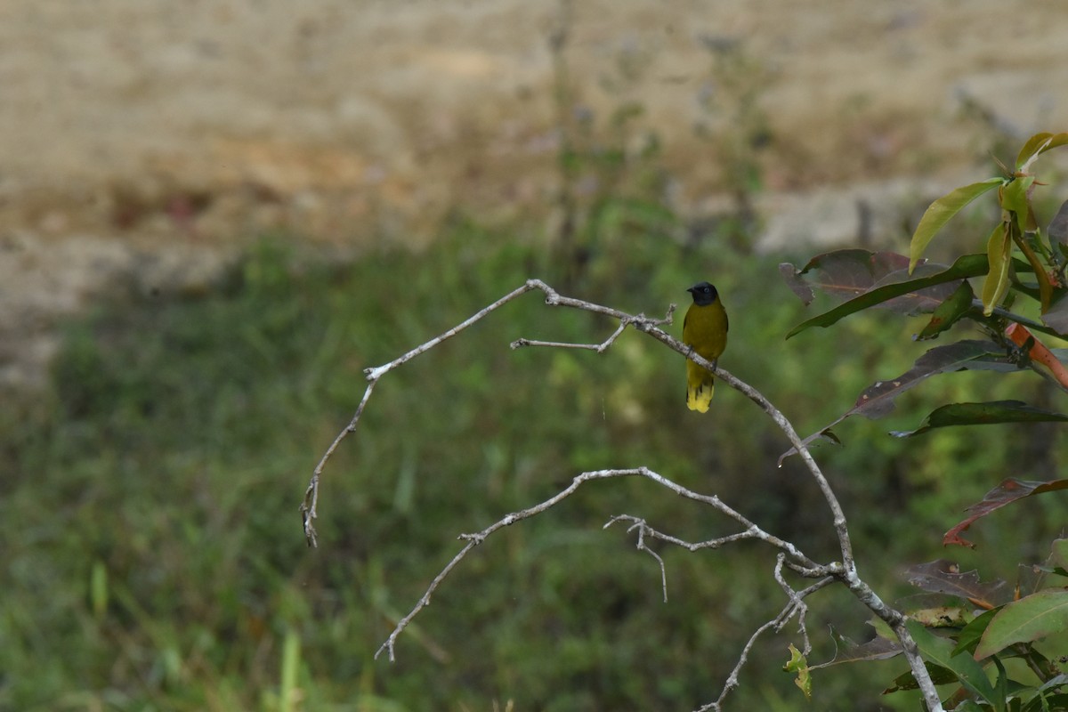 Black-headed Bulbul - ML647722948