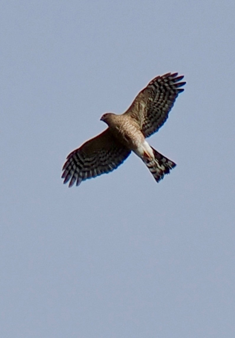 moták severoamerický - ML647722956