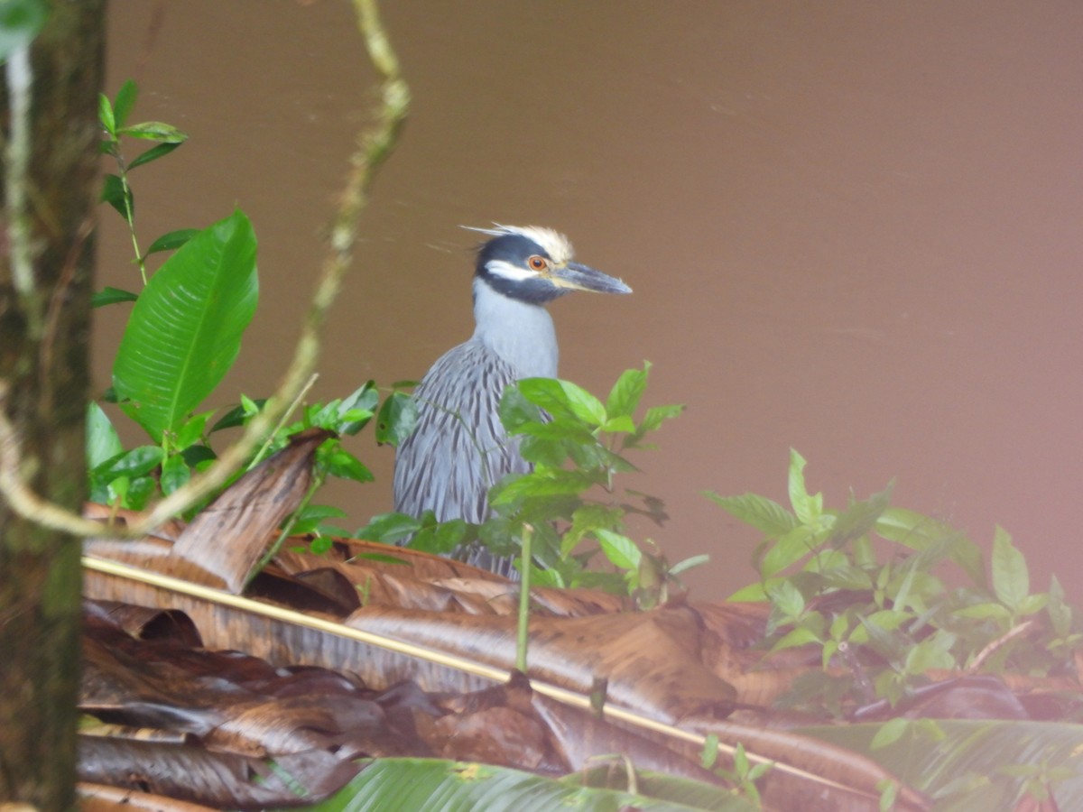 kvakoš žlutočelý - ML647722960