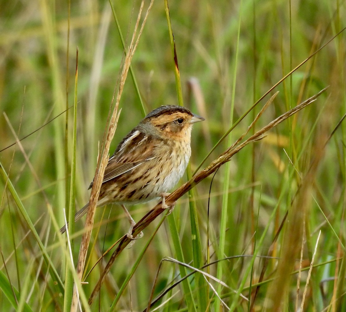 Nelson's Sparrow - ML647722961