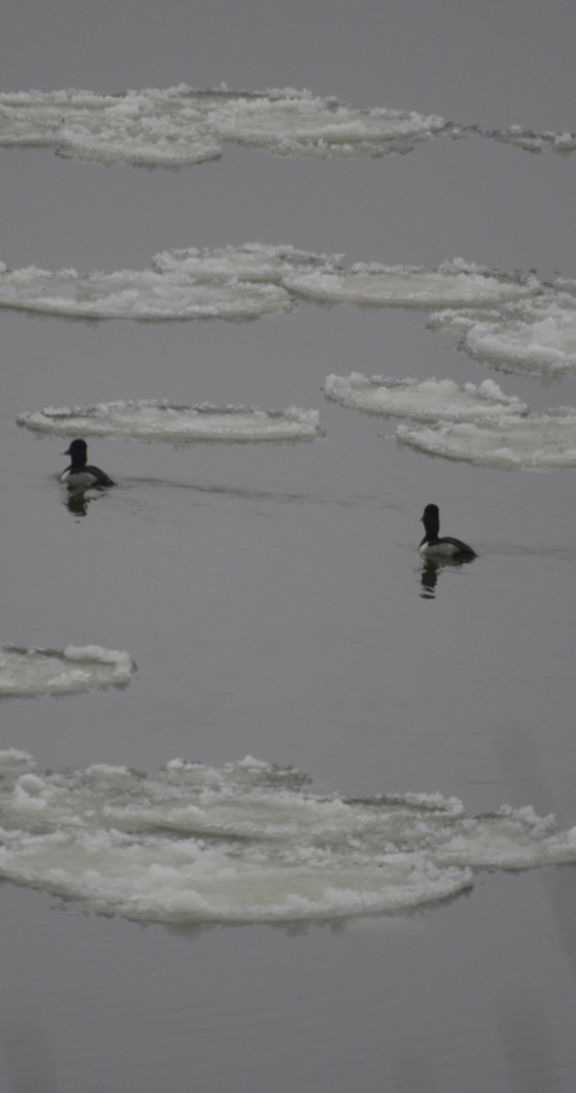 polák proužkozobý - ML647722962