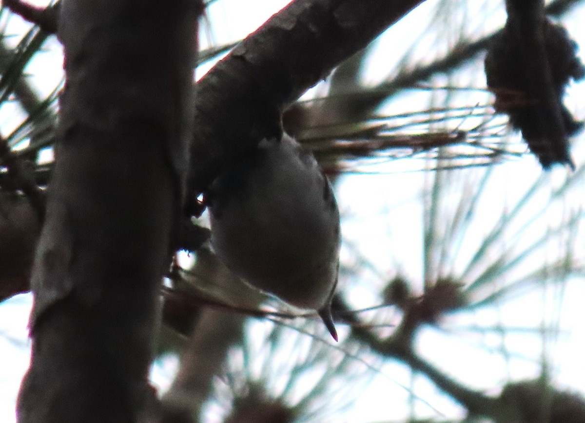 Sittelle à tête brune - ML647722975