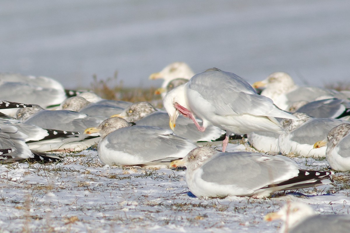 Glaucous Gull - ML647722986