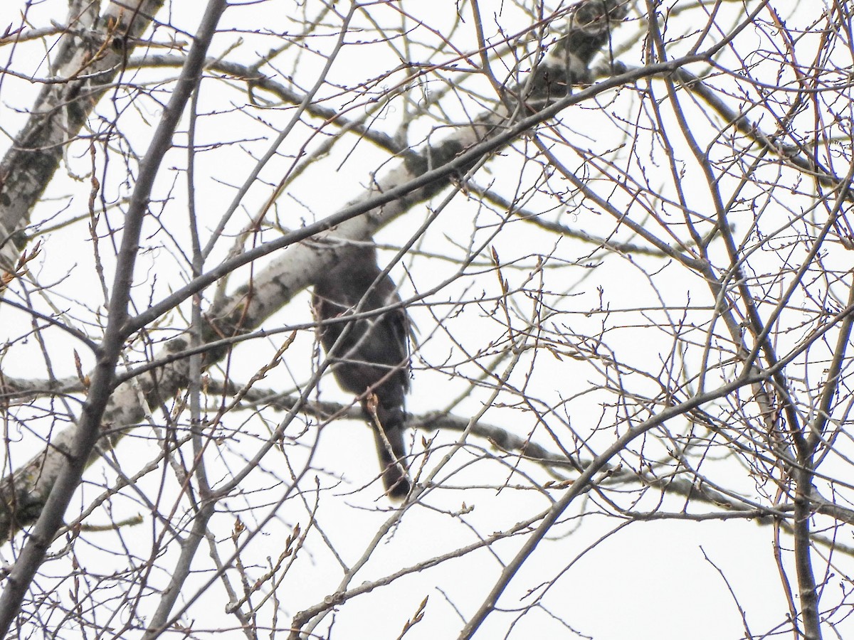Cooper's Hawk - ML647722987