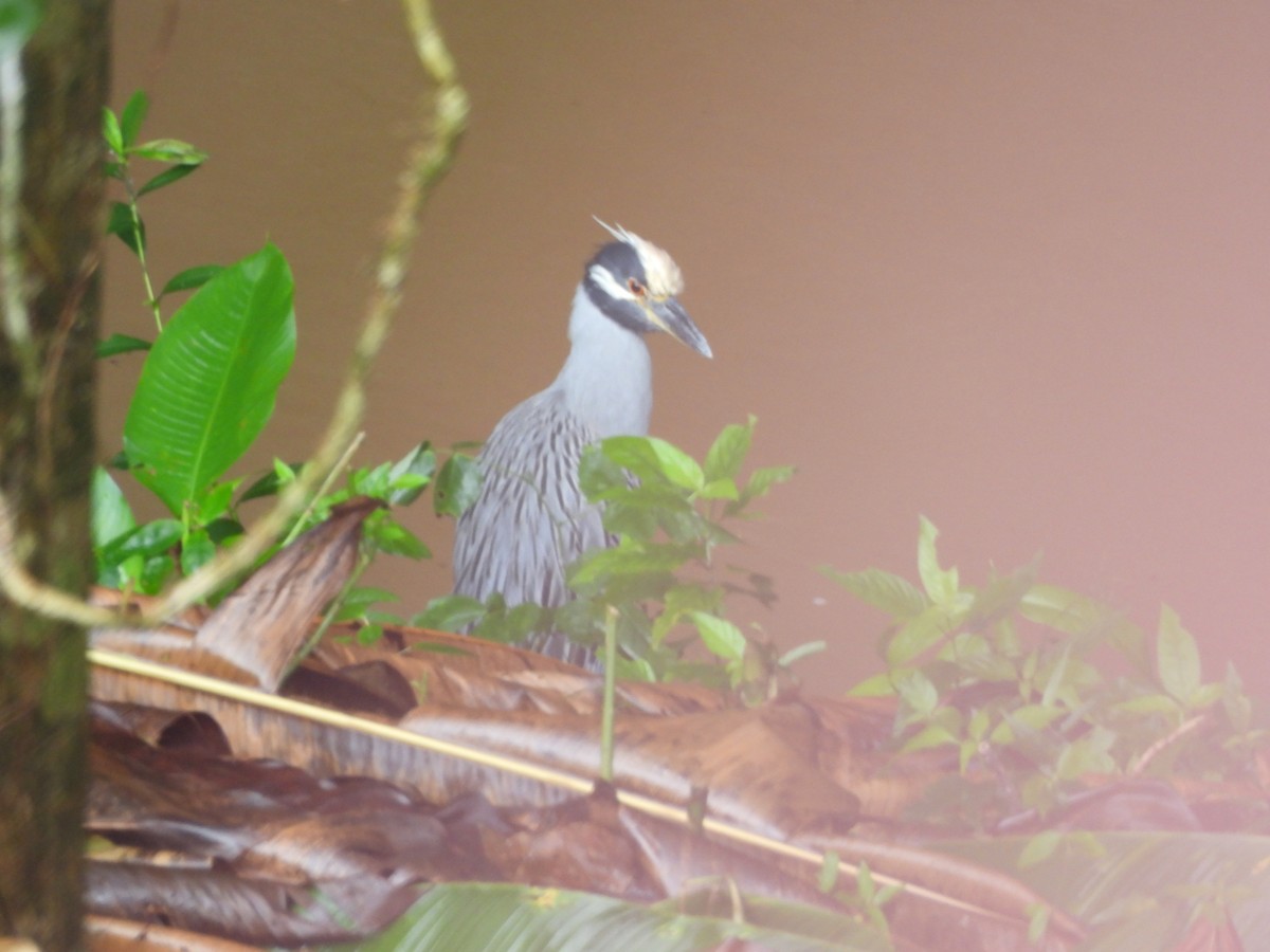 Yellow-crowned Night Heron - ML647722988