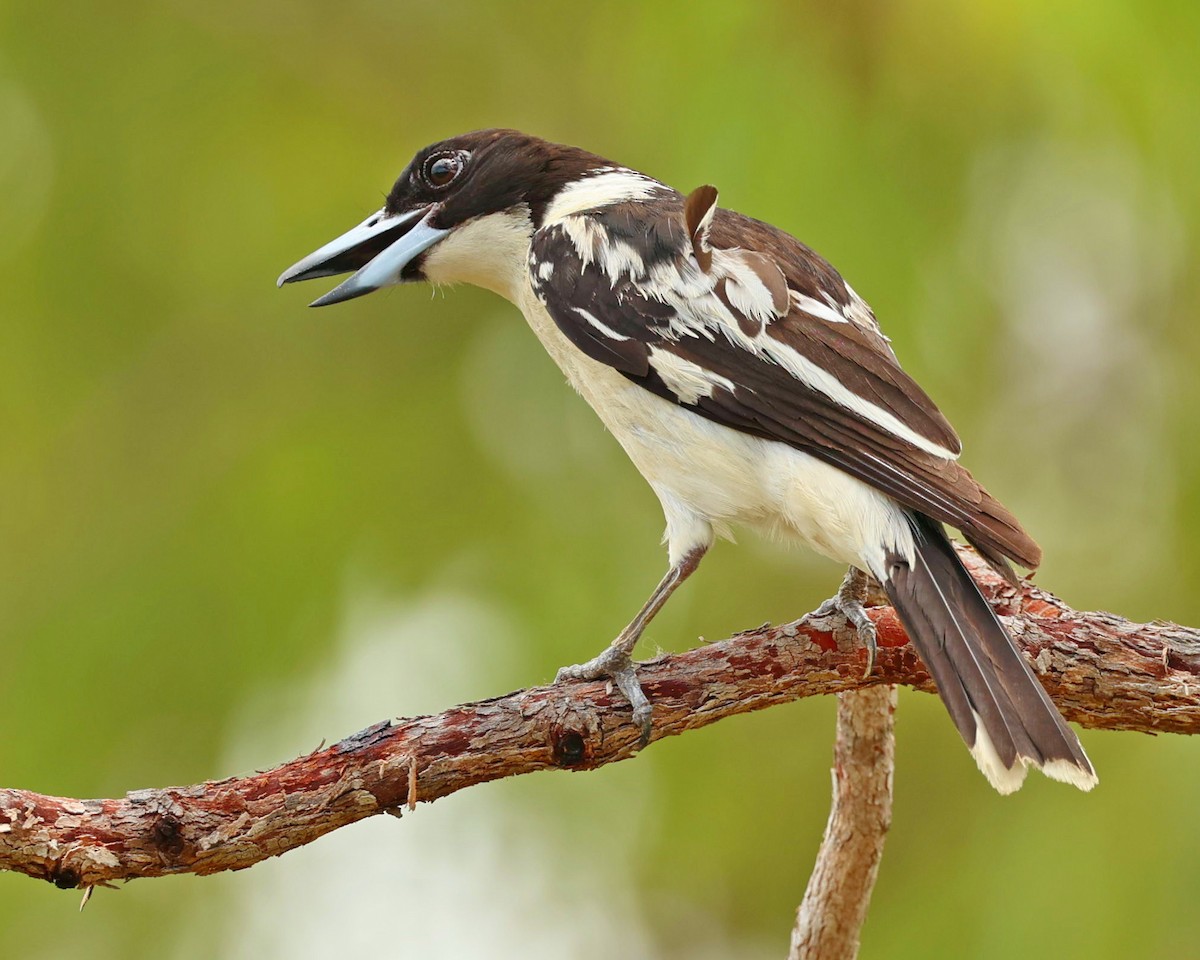 Black-backed Butcherbird - ML647722989