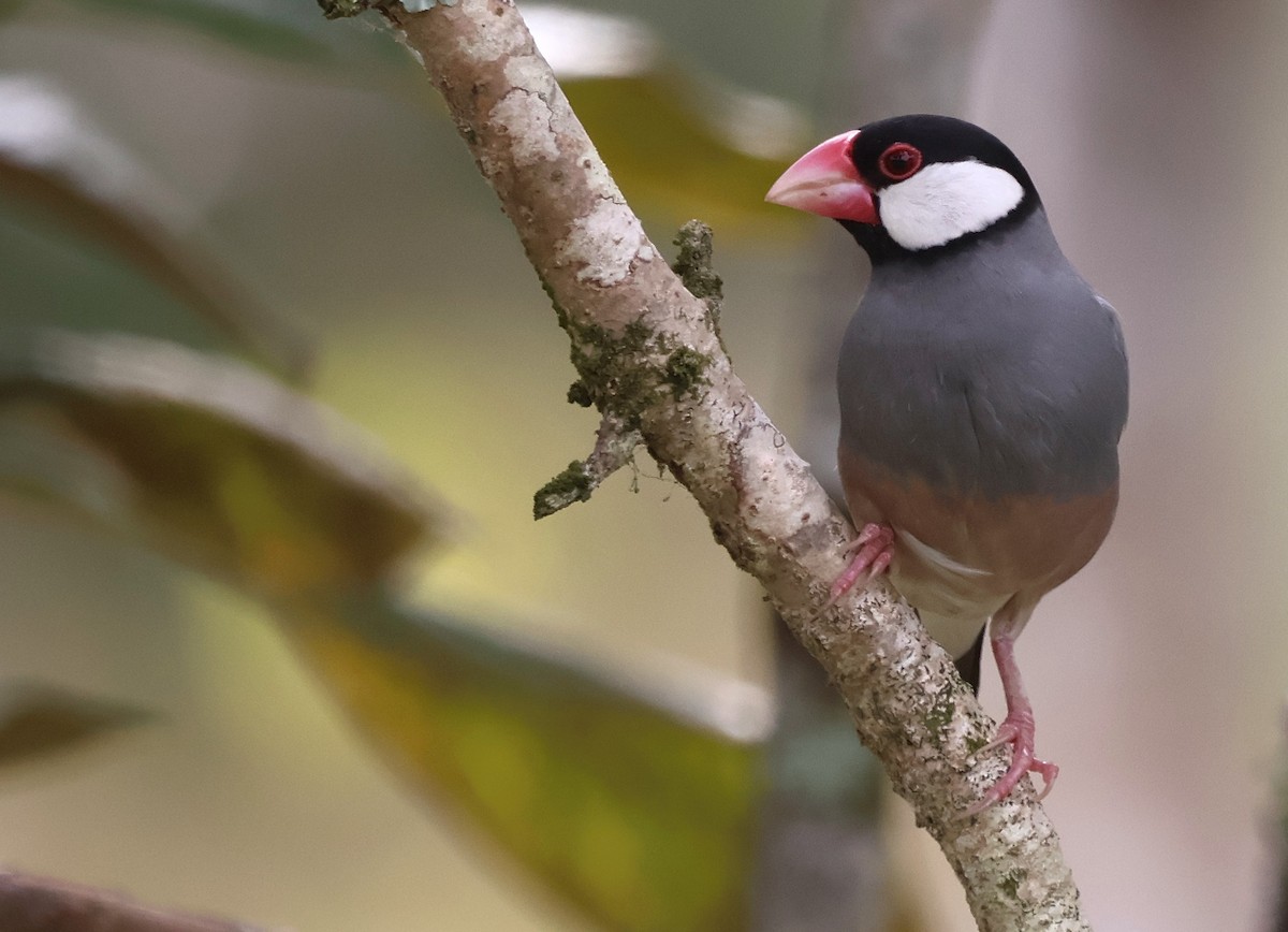 Java Sparrow - ML647722990