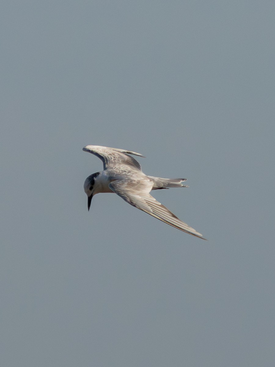 Whiskered Tern - ML647722991