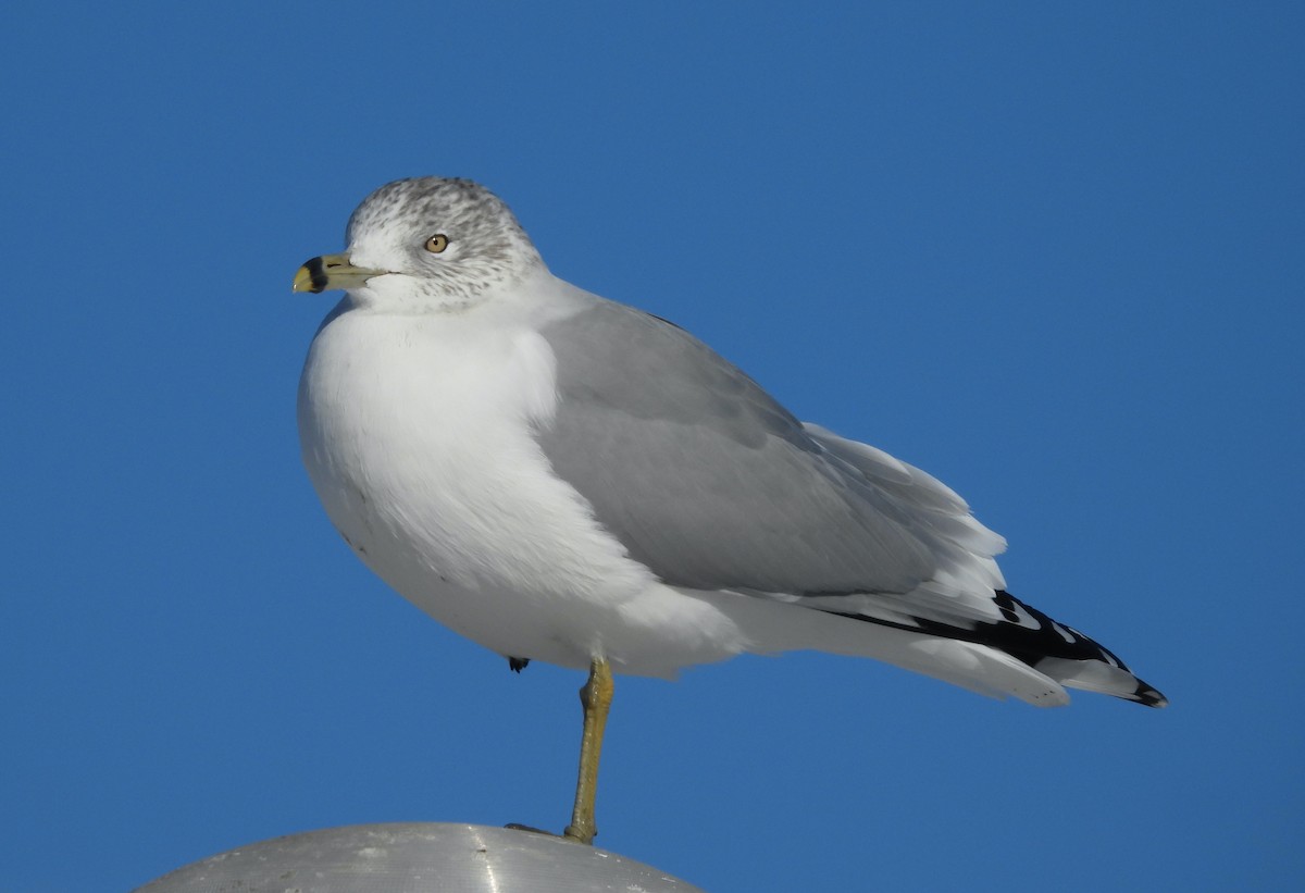 Ring-billed Gull - ML647722992