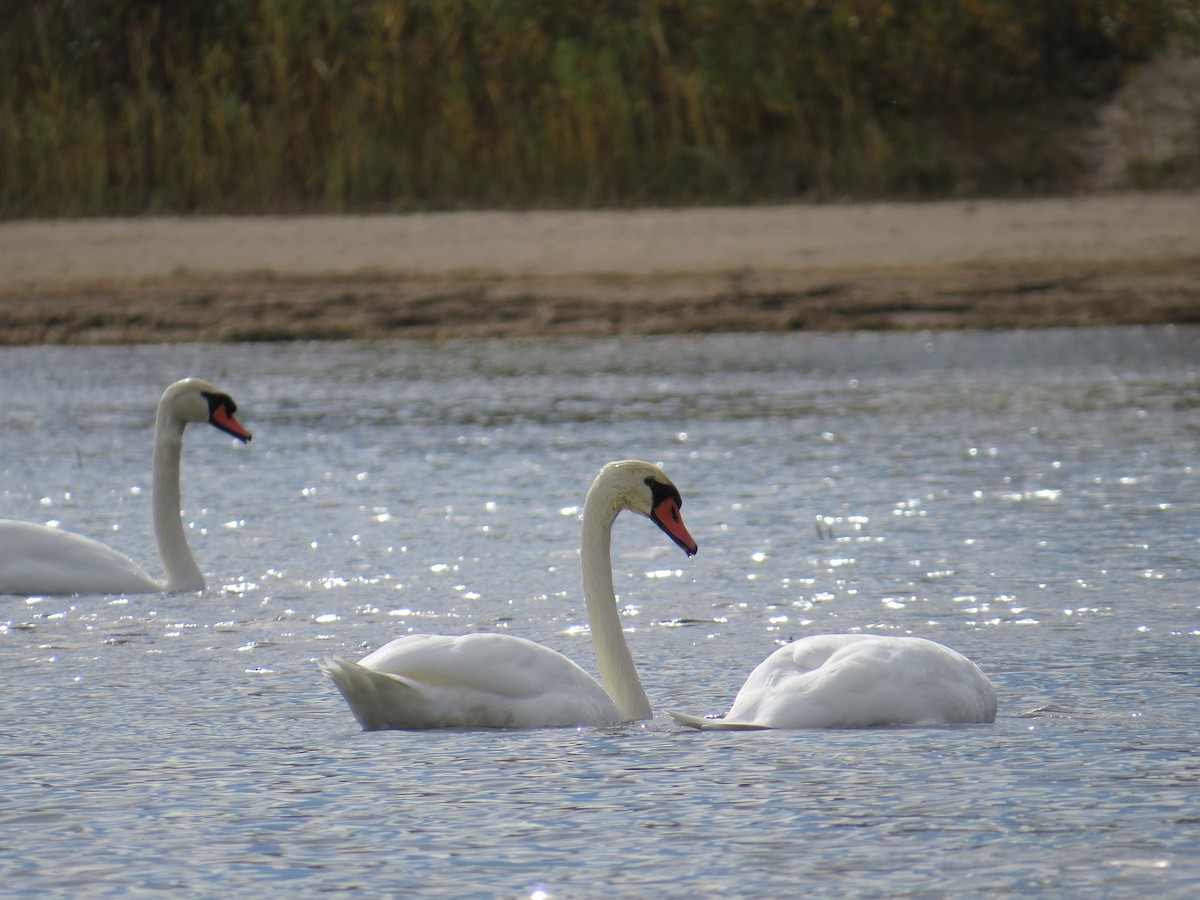 Mute Swan - ML647722994