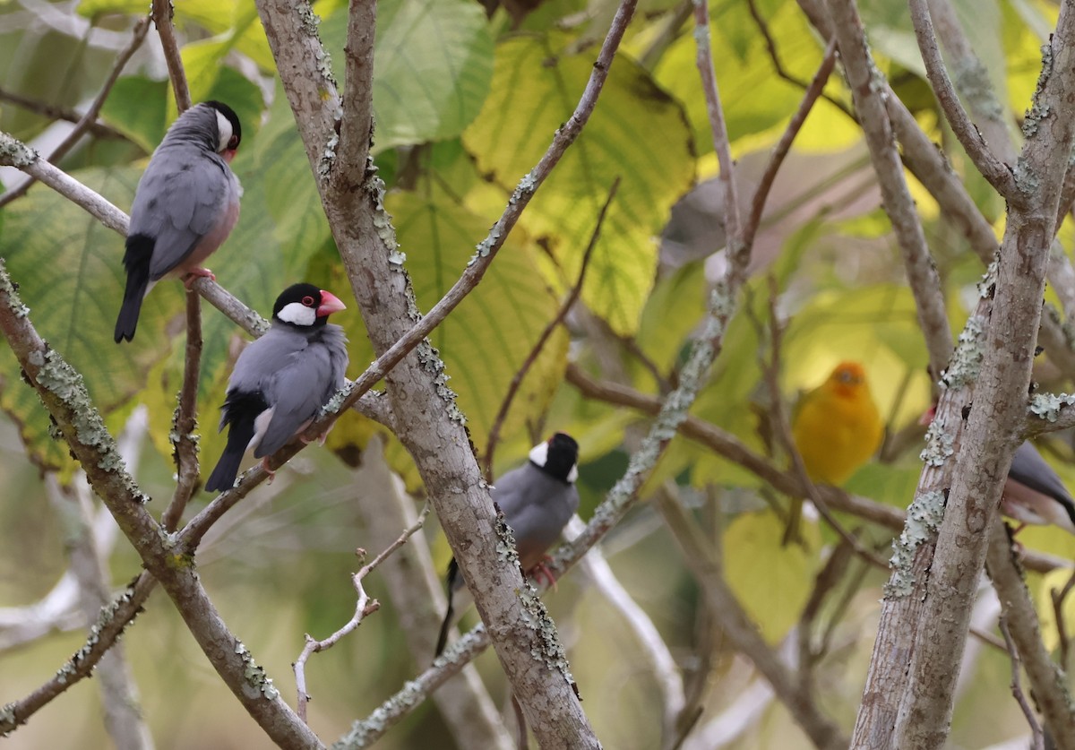 Java Sparrow - ML647722996