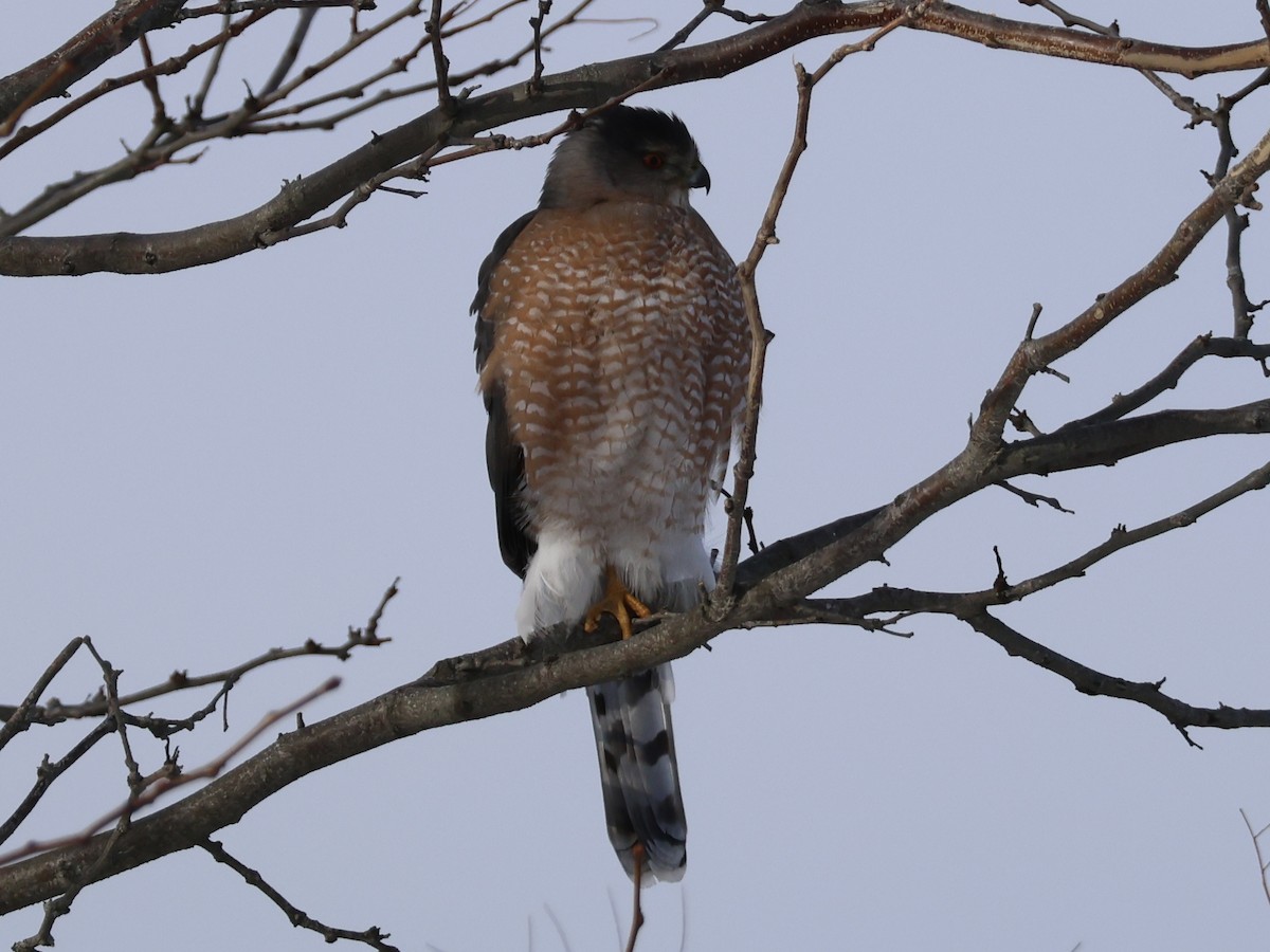 Sharp-shinned Hawk - ML647722997