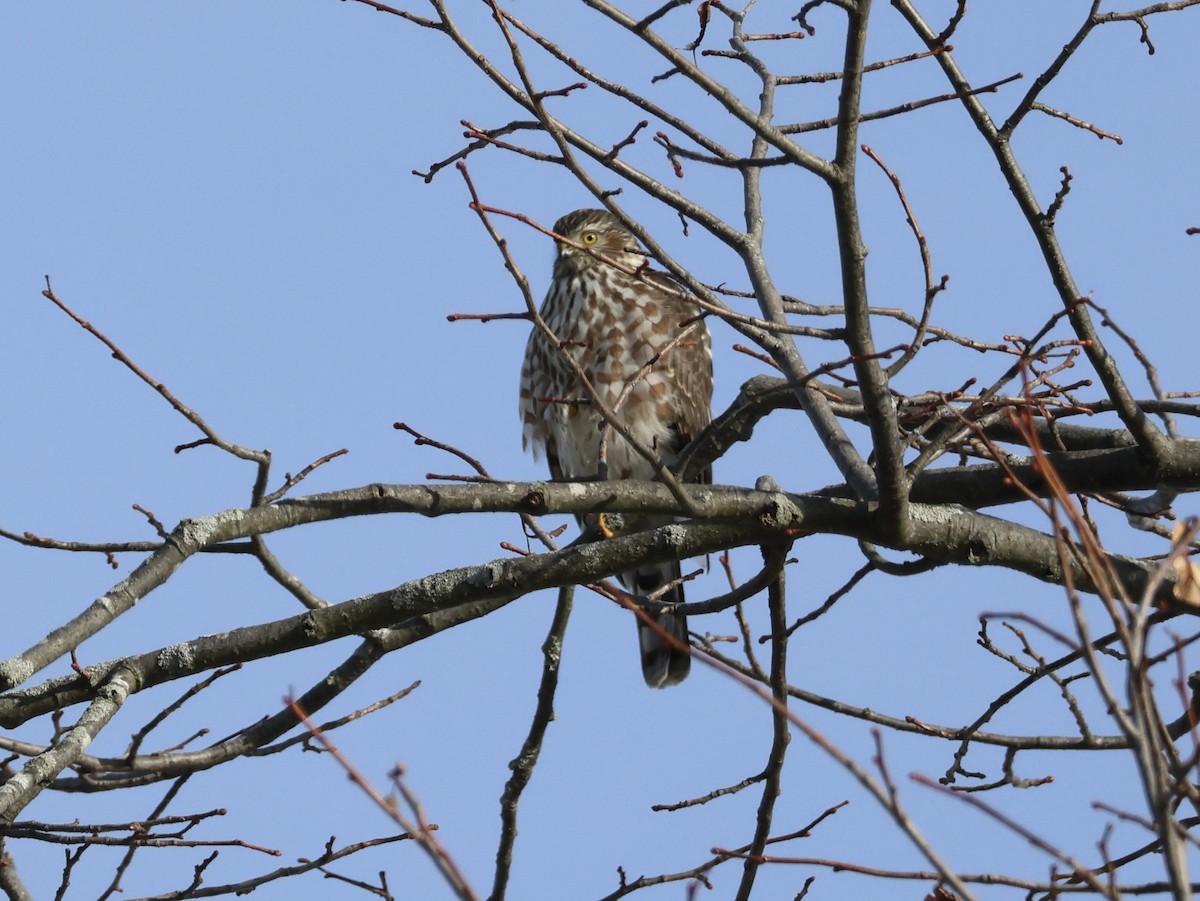 Sharp-shinned Hawk - ML647722998