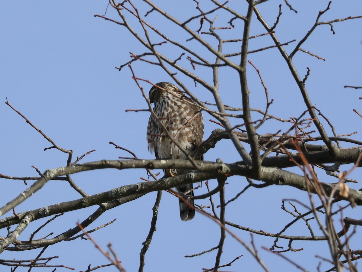 Sharp-shinned Hawk - ML647722999