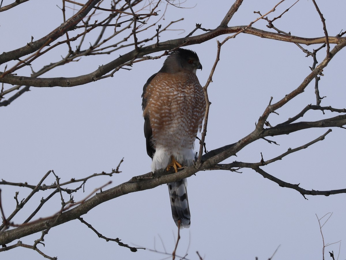 Sharp-shinned Hawk - ML647723000