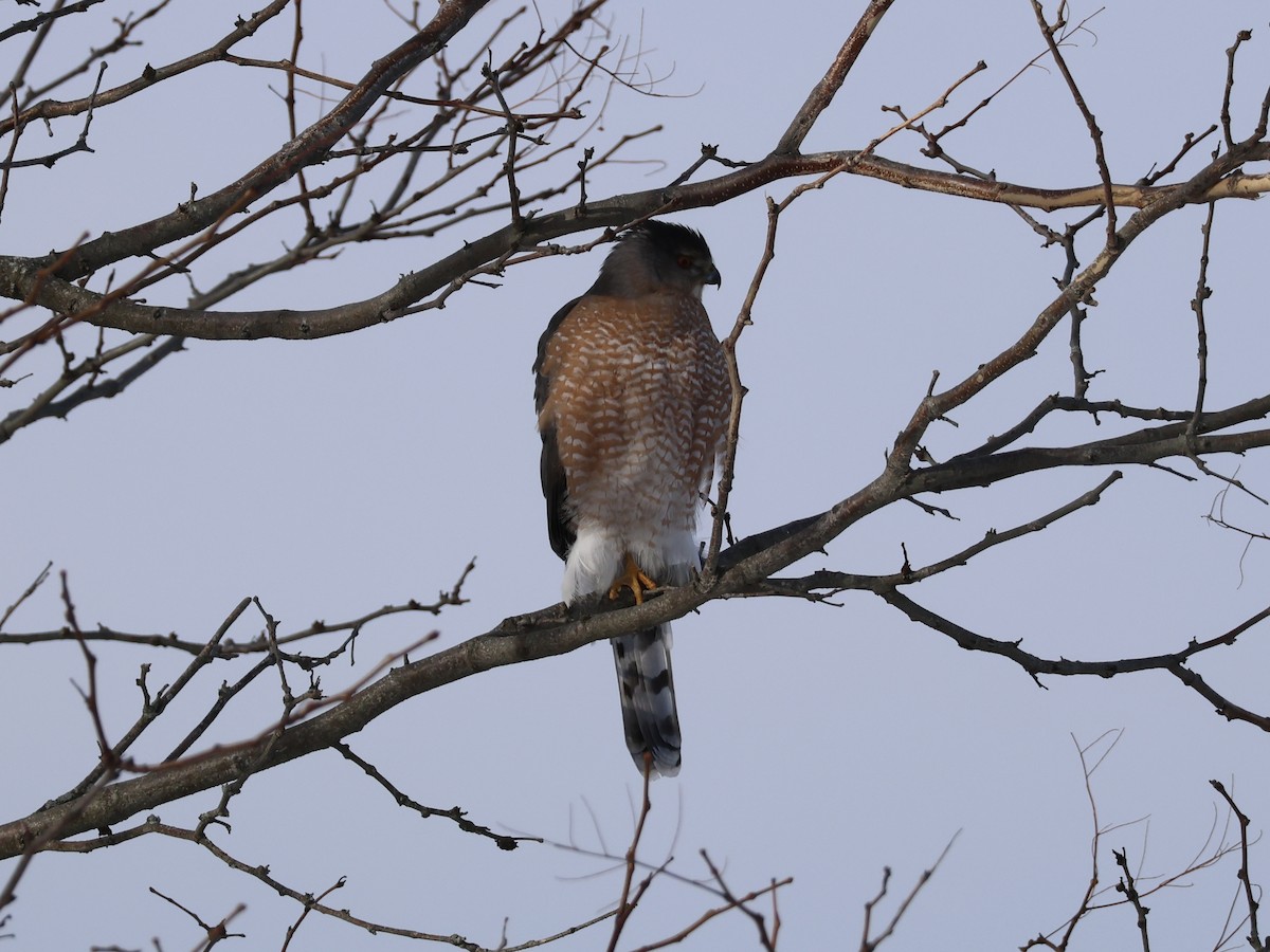Sharp-shinned Hawk - ML647723001