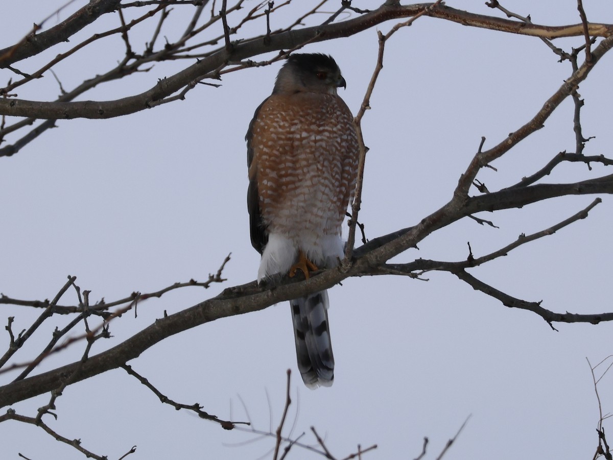 Sharp-shinned Hawk - ML647723002