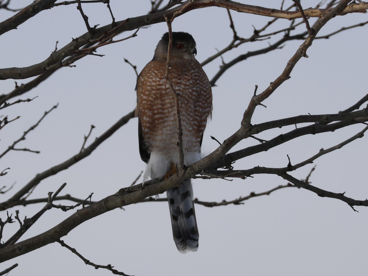 Sharp-shinned Hawk - ML647723003