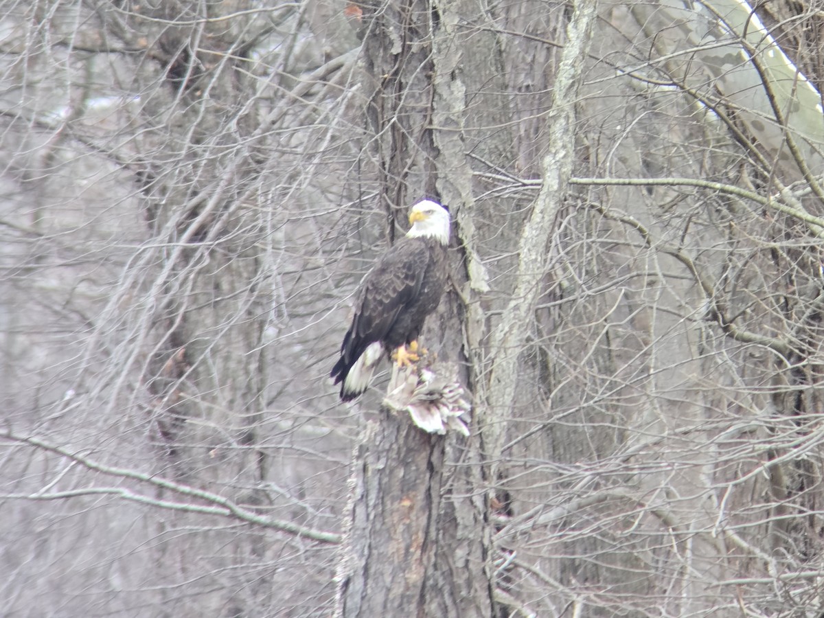 Bald Eagle - ML647723004