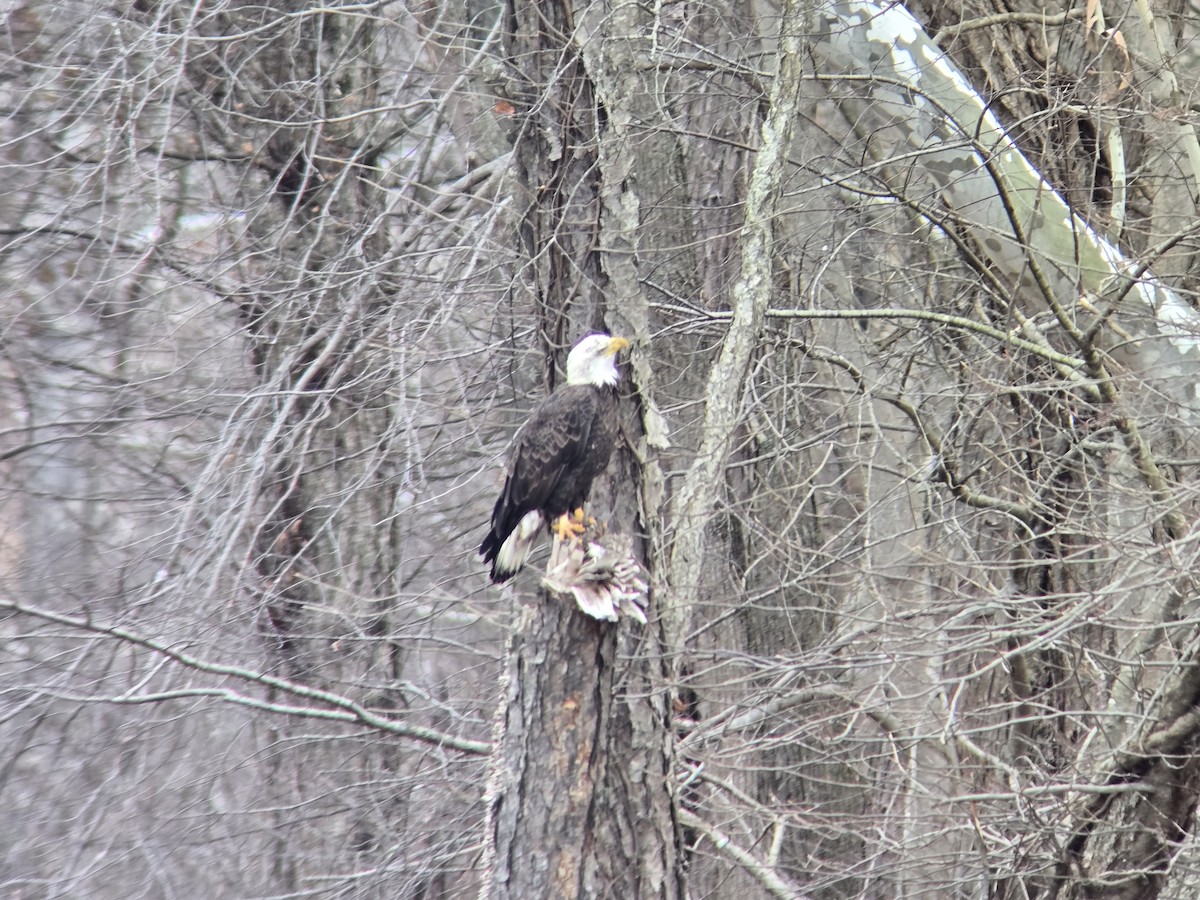 Bald Eagle - ML647723005