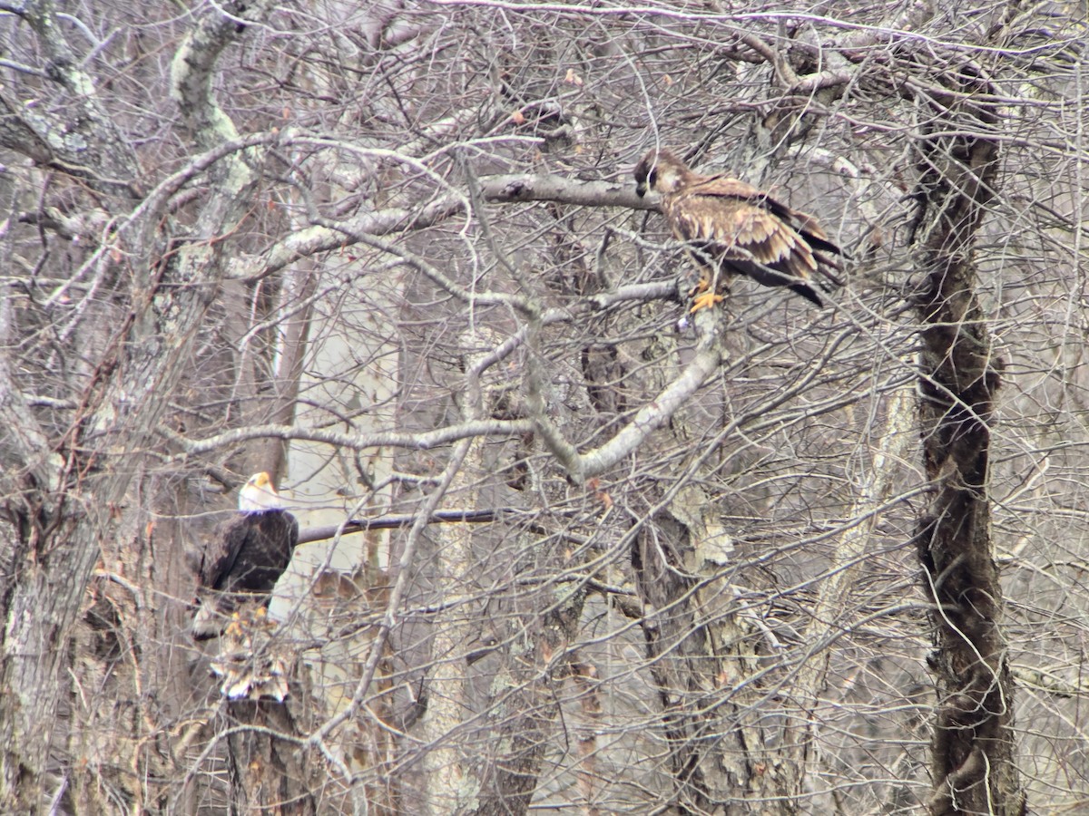 Bald Eagle - ML647723006