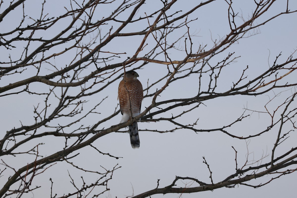 Sharp-shinned Hawk - ML647723007